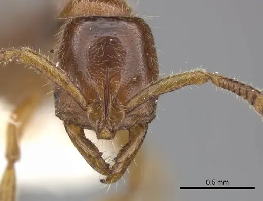 Myopias tasmaniensis - CASENT0270594