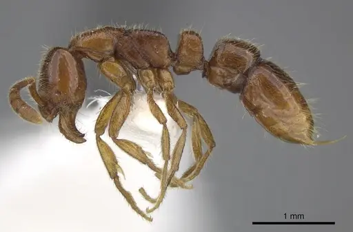 Myopias tasmaniensis - CASENT0270594