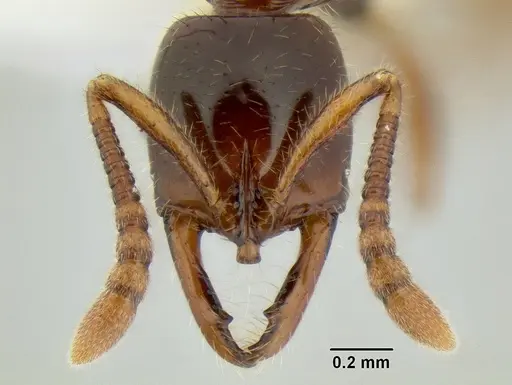 Myopias tenuis specimen