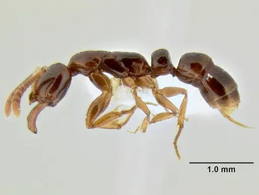 Myopias tenuis specimen