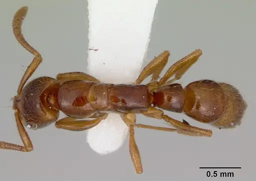 Myopias tenuis - CASENT0172095