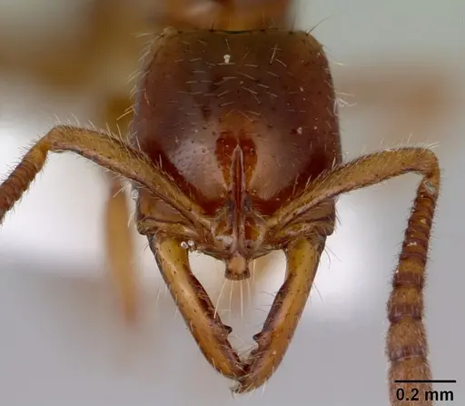 Myopias tenuis - CASENT0172095