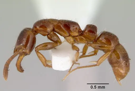 Myopias tenuis - CASENT0172095