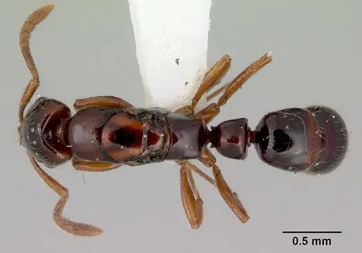 Myopias tenuis - CASENT0172096