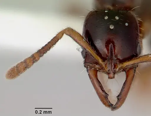 Myopias tenuis - CASENT0172096