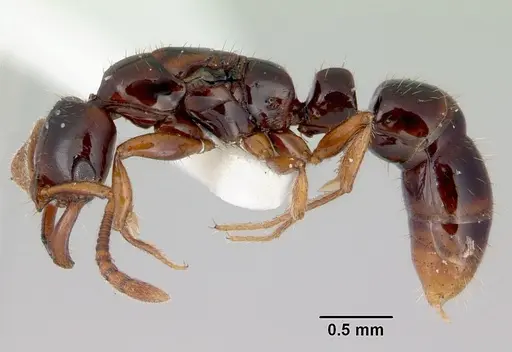 Myopias tenuis - CASENT0172096