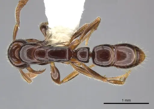 Myopias tenuis - CASENT0270595