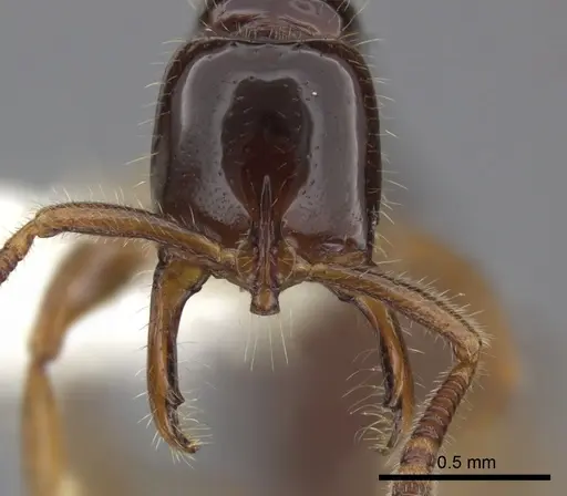 Myopias tenuis - CASENT0270595