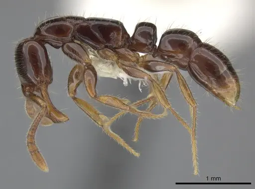 Myopias tenuis - CASENT0270595