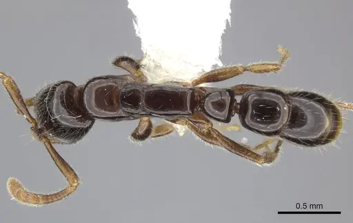 Myopias tenuis - CASENT0270596