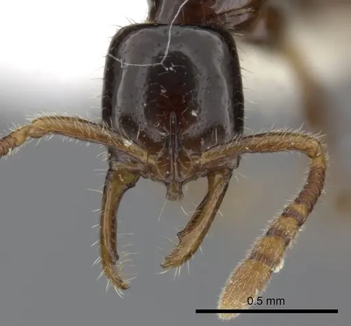 Myopias tenuis - CASENT0270596