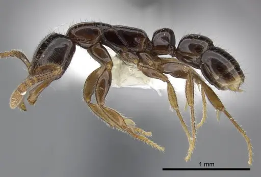 Myopias tenuis - CASENT0270596