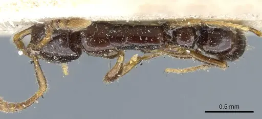 Myopias tenuis - CASENT0903925