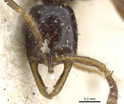 Myopias tenuis - CASENT0903925