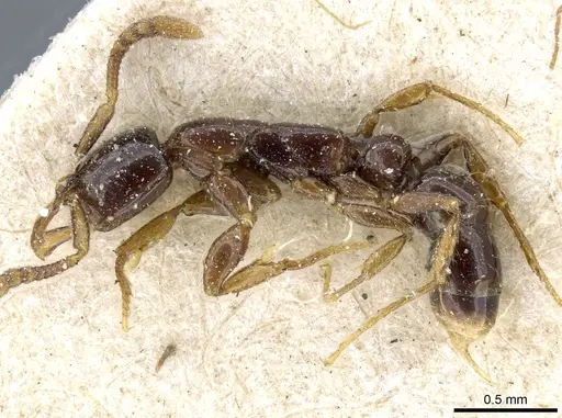 Myopias tenuis - CASENT0903925