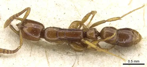 Myopias tenuis - CASENT0903926