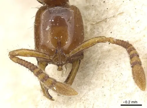 Myopias tenuis - CASENT0903926