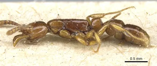 Myopias tenuis - CASENT0903926