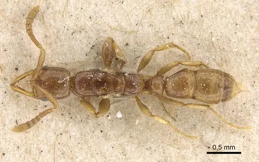 Myopias tenuis - CASENT0922431