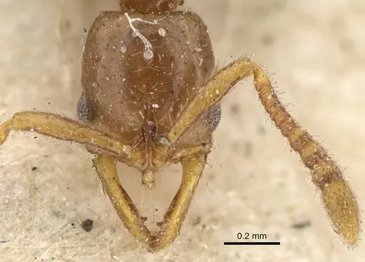 Myopias tenuis - CASENT0922431