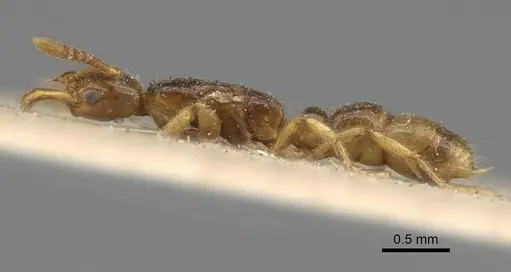 Myopias tenuis - CASENT0922431