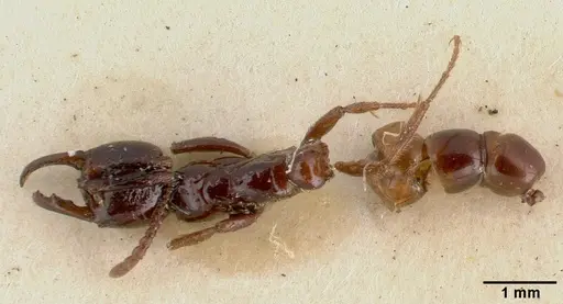 Myopias trumani specimen