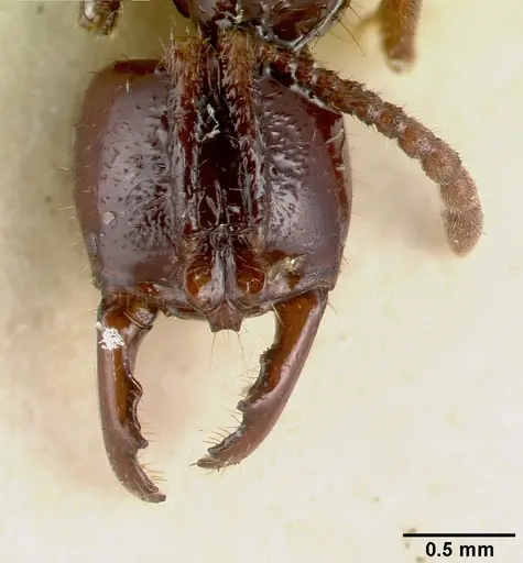 Myopias trumani specimen