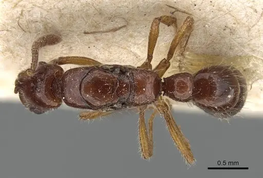 Myopias xiphias specimen