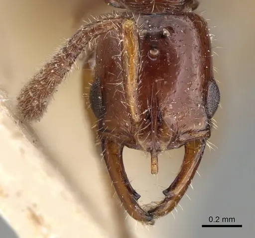 Myopias xiphias specimen