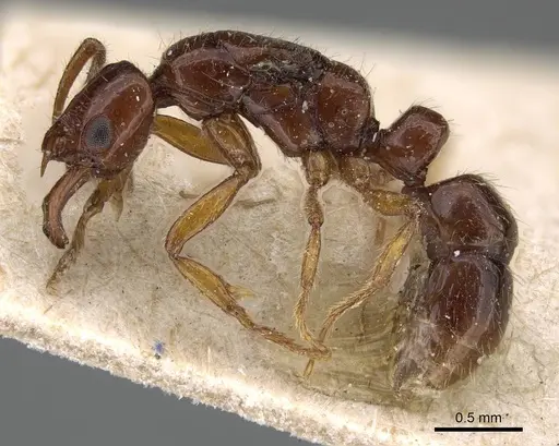 Myopias xiphias specimen