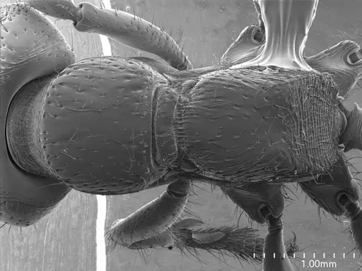 Myopopone castanea specimen