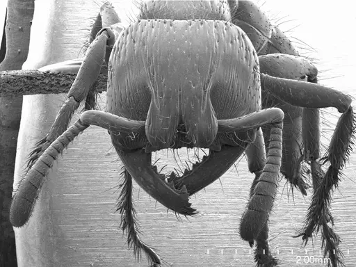 Myopopone castanea specimen