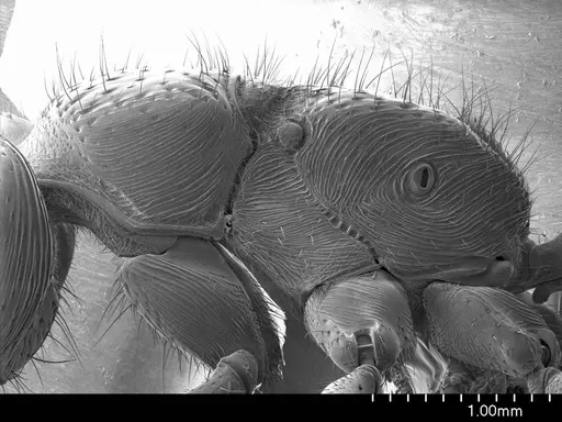 Myopopone castanea specimen