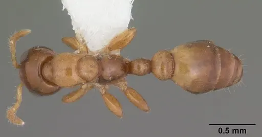 Myrcidris epicharis specimen