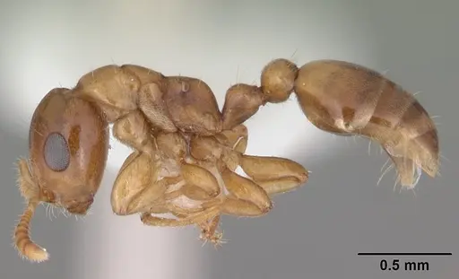 Myrcidris epicharis specimen