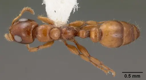 Myrcidris epicharis - CASENT0102130