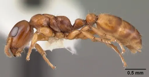 Myrcidris epicharis - CASENT0102130