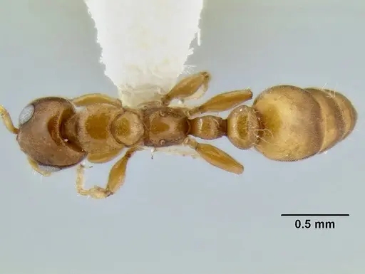 Myrcidris epicharis - CASENT0106096