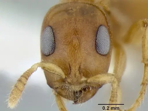 Myrcidris epicharis - CASENT0106096