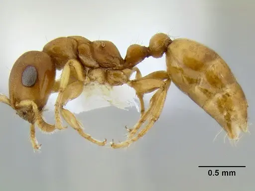 Myrcidris epicharis - CASENT0106096