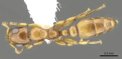 Myrcidris epicharis - CASENT0902837