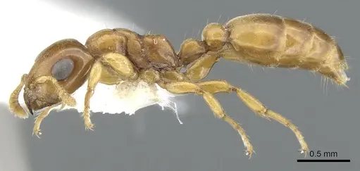 Myrcidris epicharis - CASENT0902837