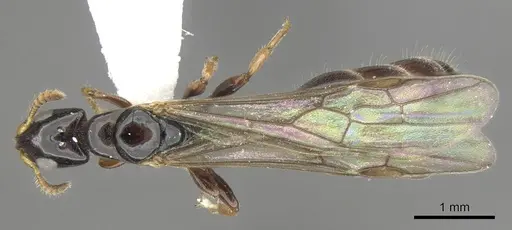 Myrcidris epicharis - CASENT0902838