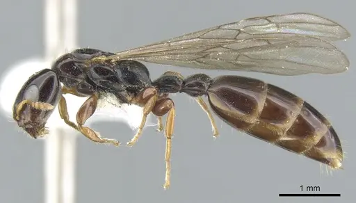 Myrcidris epicharis - CASENT0902838