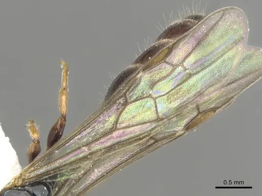 Myrcidris epicharis - CASENT0902838