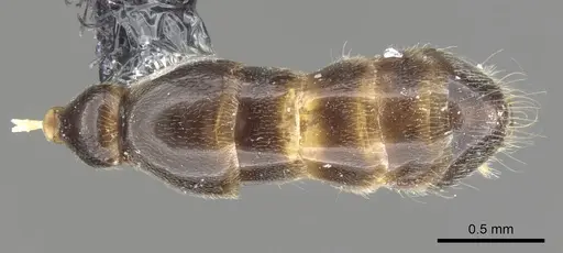 Myrcidris epicharis - CASENT0902839