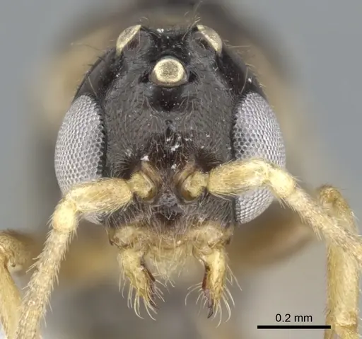 Myrcidris epicharis - CASENT0902839