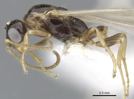 Myrcidris epicharis - CASENT0902839