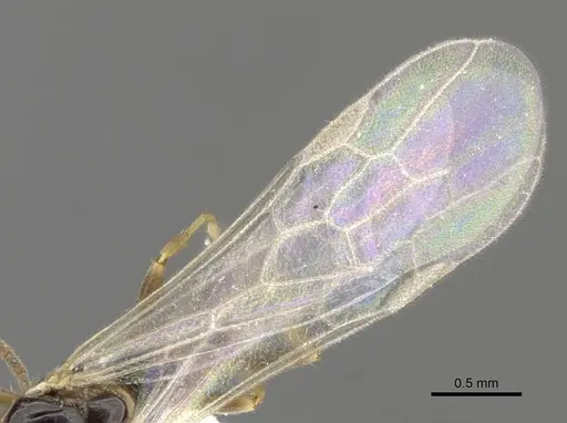 Myrcidris epicharis - CASENT0902839