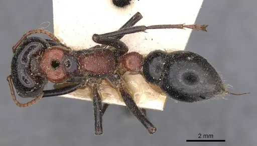 Myrmecia aberrans specimen